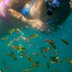 Ixtapa Snorkeling