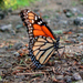 Monarch Butterfly